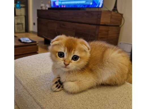 2 aylık tatlı scottish fold golden kedimiz 