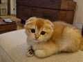 2 aylık tatlı scottish fold golden kedimiz 