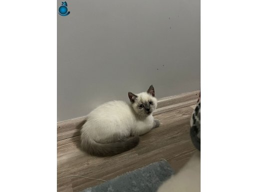 OYUNCU MİNNAK SEVİMLİ KEDİLEİRM