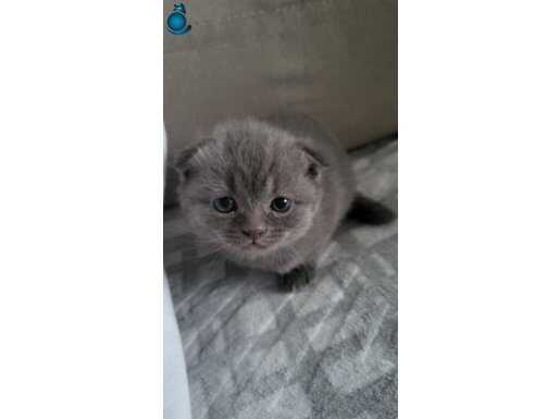 scottish cins kedi sahiplendirme