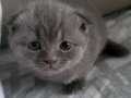 scottish cins kedi sahiplendirme