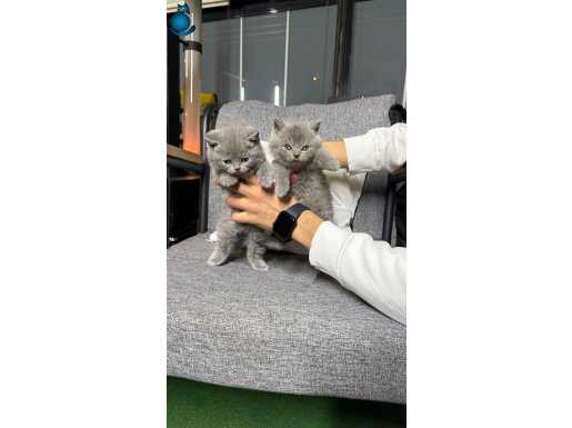 Britishshorthair tüy dökmez