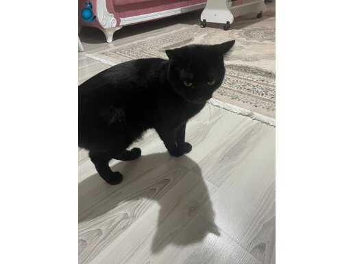 Zeytin oğlumuza yuva arıyoruz 