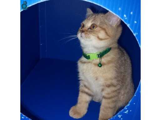 Erkek yavru kedi 3aylik