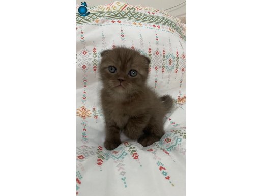 Tarçın Yüzlü Kadife Tüylü Orijinal Scottish Yavruları