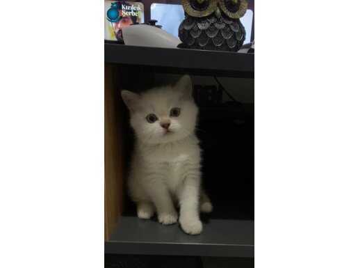 Dişi British Shorthair Blue Point