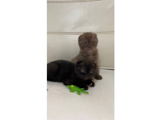  Karamel Ve Gece Esintisi Cinnamon Scottish