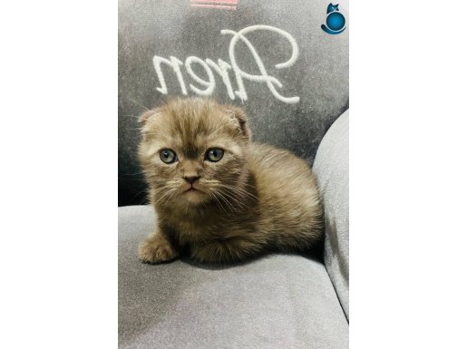 Cinnamon Scottish Fold