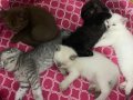 Scottish Fold  Yavrular