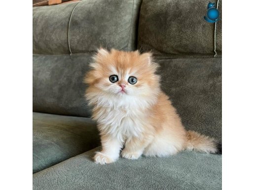 Golden Yeleli British Longhair yavrumuz 