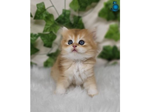 Sarı Kürklü Golden British Longhair 