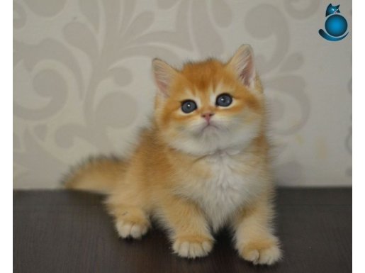 bal gibi ny 11 golden shorthair