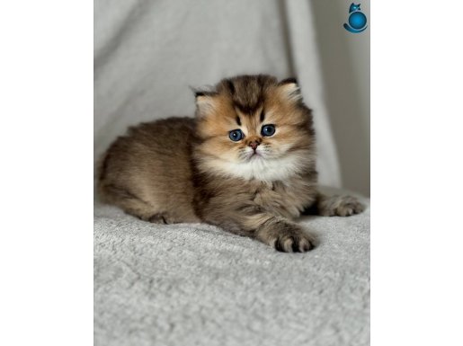 Yumuşacık Tüylü Blackgolden British Longhair yavrumuz 