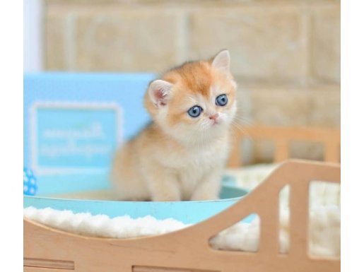 Evinizin Yeni Bebeği Golden British Shorthair 