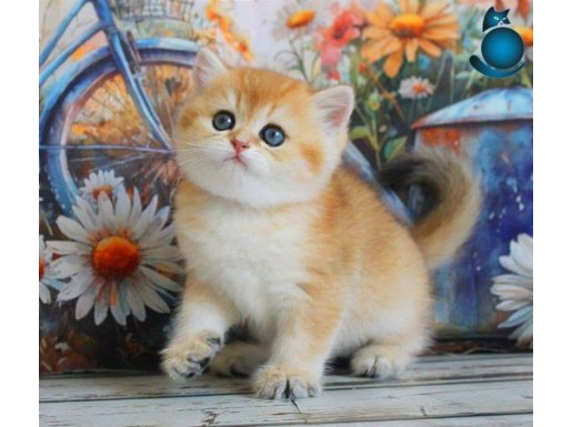 Sarı Kürklü Mutluluk Paketi Golden British Shorthair 
