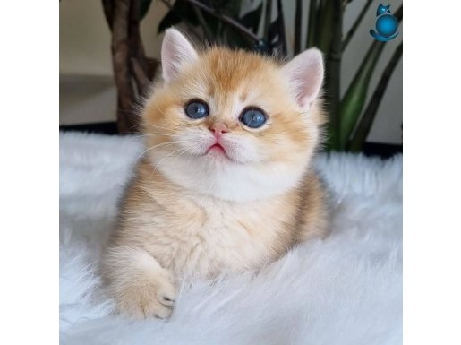 Ay Işığından Gelen Yavrumuz Golden British Shorthair 