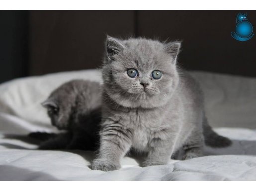 Gümüş Mucize Gri British Shorthair 