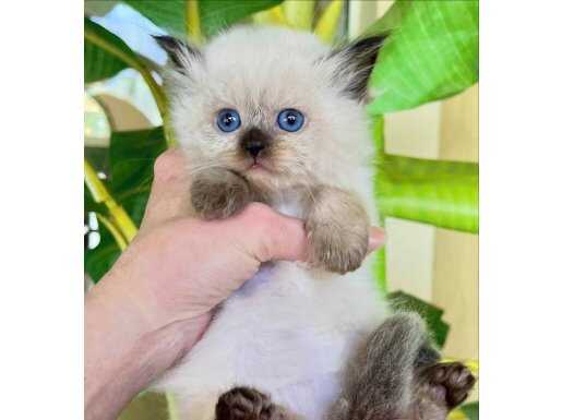 Deniz Gözlü BluePoint British Shorthair yavrumuz 