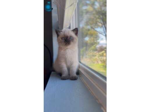 Şık Çikolata Point British Shorthair yavrumuz 