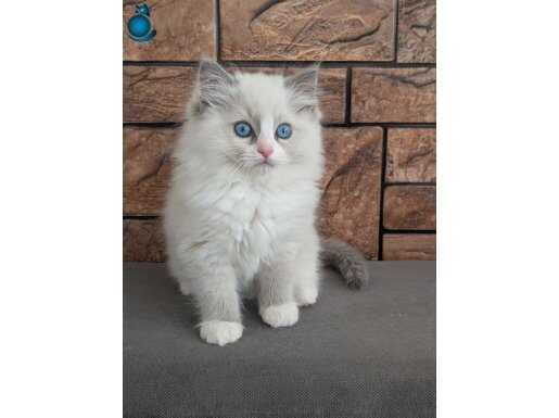 Safkan Mavi Gözlü Ragdoll yavrumuz 