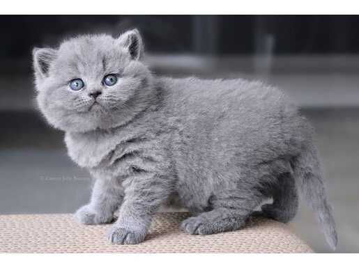 Kehribar Bakışlı Gümüş Gri British Shorthair Yavrusu