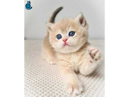 Golden Pawn British Shorthair 