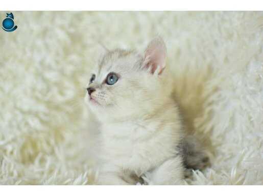 Muhteşem kalite Silver British Shorthair 