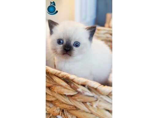 Çikolata Point British Shorthair yavrumuz 