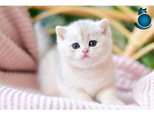Saf Güzellikte Silver British Shorthair NS1133