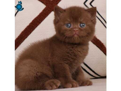 Bitter Çikolata British Shorthair 