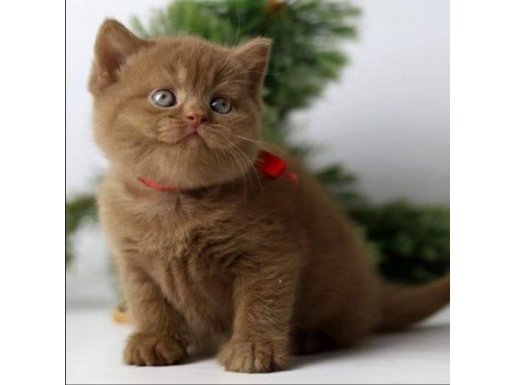 Premium Kalite Chocolate British Shorthair 