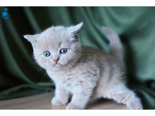 Topaç Kafa Lilac British Shorthair 