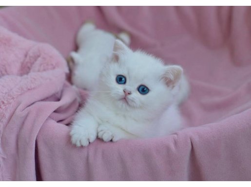 Kar Beyaz Silver British Shorthair ns1133