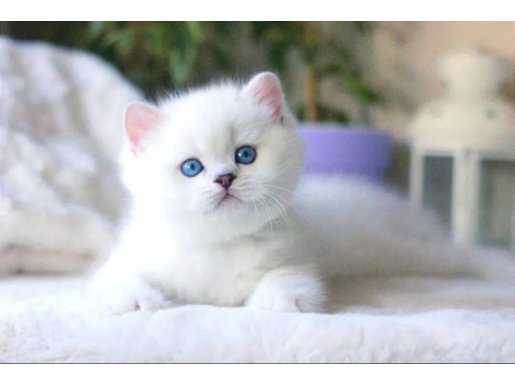 Beyaz Teddy Bear Silver British Shorthair ns1133