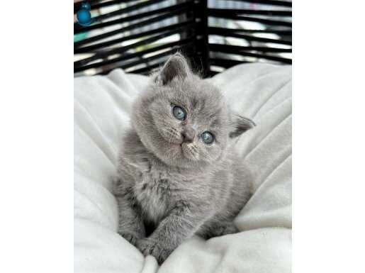 Muhteşem Top Kafa Gri British Shorthair 