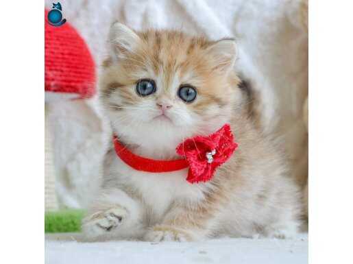 Altın gibi Değerli Golden British Shorthair yavrumuz 