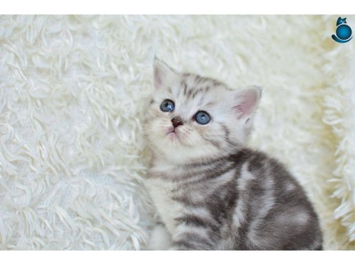 Göz alıcı Silver British Shorthair NS24 yavrumuz 