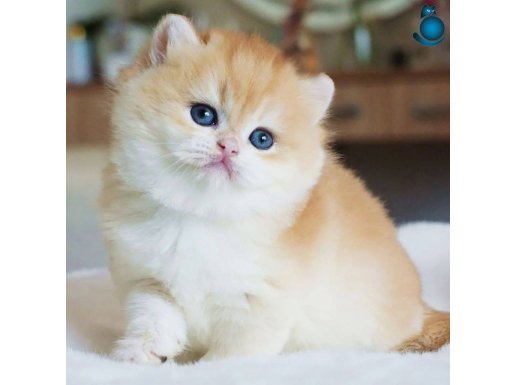 Bal Surat Golden British Shorthair 