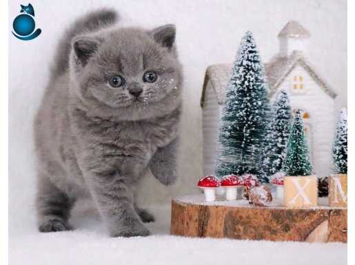 Vazgeçilmez Gri British Shorthair yavrumuz 