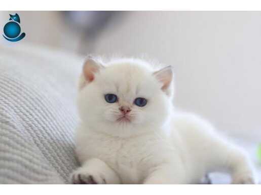 Beyazı Parlayan Silver British Shorthair yavrumuz 