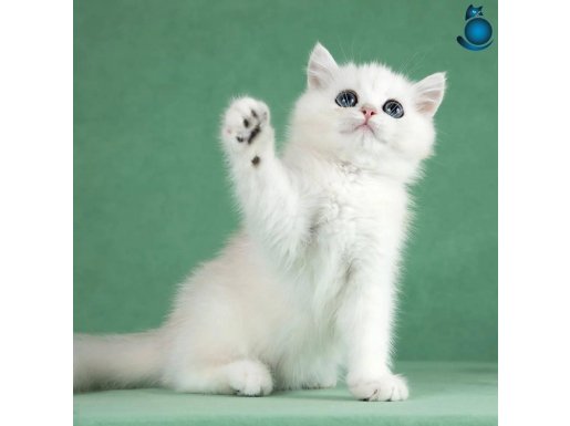 Saf Güzellikte Silver British Shorthair 