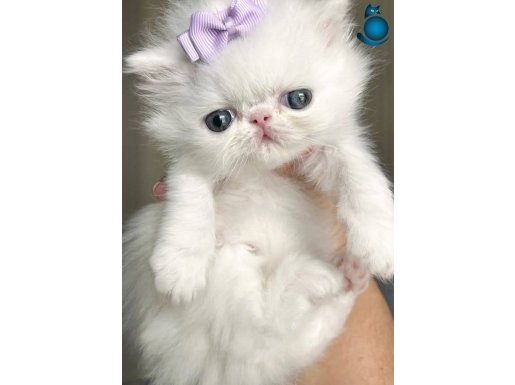 Fiyonklu Güzellik Exotic Shorthair yavrumuz 