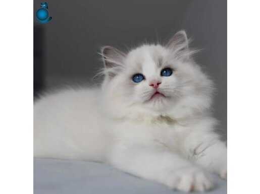 Görkemli Ragdoll yavrumuz 