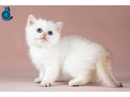 Maviş Silver British Shorthair 