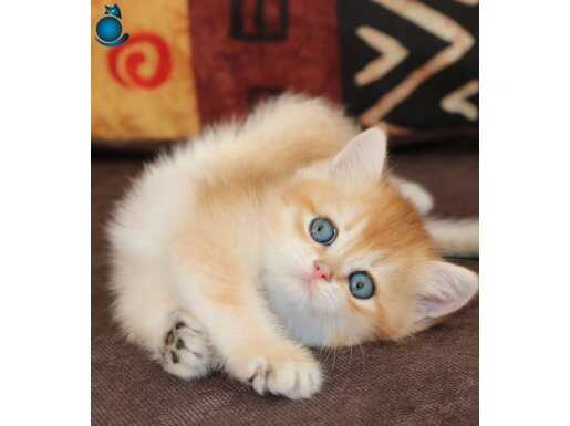 Efsanevi Güzellikte Golden British Shorthair 