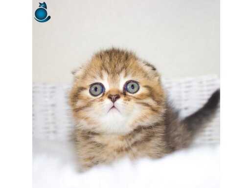 Minik Kıvrım Büyük Sevgi BlackGolden Scottish Fold yavrumuz 