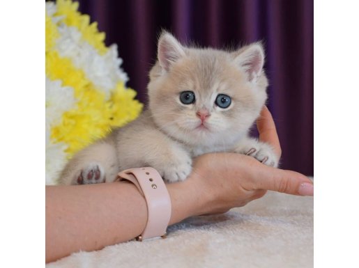 Son Kalan Özel Golden Yavru 