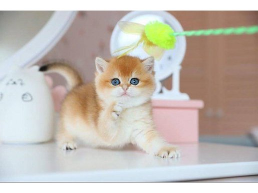 Güzellik Şampiyonu Golden British Shorthair yavrumuz 