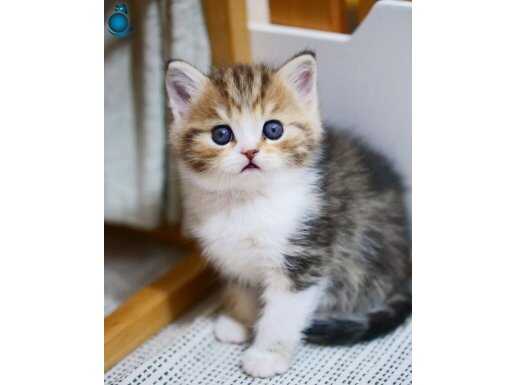 Minik Blackgolden British Shorthair yavrumuz 