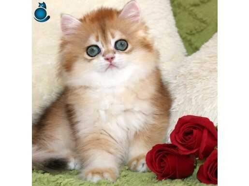 Sarı Fırtına Golden British Shorthair 